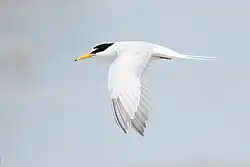 Little tern in flight showing the forked tail