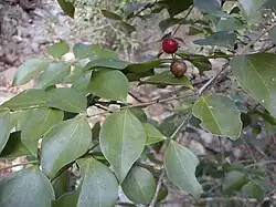 Strychnos psilosperma