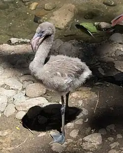 Chick with gray down