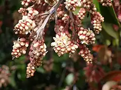 Another example of flower buds