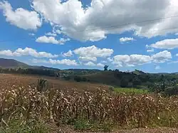 Sugarcane plantation in Lemery