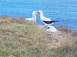Two white birds and a fluffy white chick in long grass with sea in background