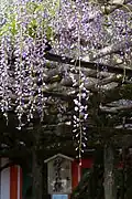 "Sunazuri-no-Fuji", wisteria flowers dropping down to reach the sand on the ground