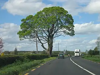Sycamores_on_the_N8,_County_Laois_-_geograph.org.uk_-_1801724.jpg