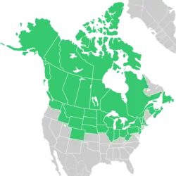 Symphyotrichum boreale native distribution map: Canada — Alberta, British Columbia, Manitoba, New Brunswick, Newfoundland, Northwest Territories, Nova Scotia, Nunavut, Ontario, Prince Edward Island, Québec, Saskatchewan, and Yukon; US — Alaska, Colorado, Idaho, Illinois, Indiana, Iowa, Massachusetts, Michigan, Minnesota, Montana, Nebraska, New Hampshire, New Jersey, New York, North Dakota, Ohio, Pennsylvania, South Dakota, Vermont, Washington, West Virginia, Wisconsin, and Wyoming.