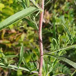 part of a red lightly fuzzy stem with several attached green lightly fuzzy leaves