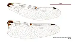 Male Synthemiopsis gomphomacromioides wings
