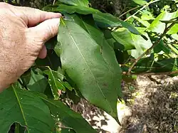 Leaf, showing long "drip tip"