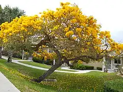 Tabebuia aurea