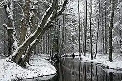 River in a woodland in winter