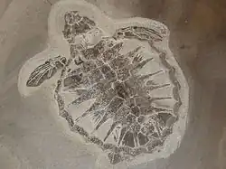 Sea turtle Tasbacka danica Complete unique fossil baby sea turtle. Length 10.5&nbsp;cm