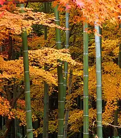 Bamboo and Japanese maple combined at Tenryū-ji Garden in Kyoto