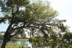 At Fairchild Tropical Botanic Garden