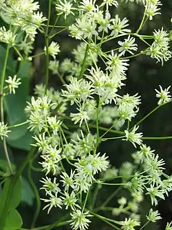 Thalictrum dasycarpum