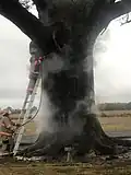 Firefighters work to extinguish a fire inside the Big Tree in 2020
