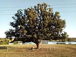 The resting place of the Farmer Petrus Steyn, which the town Petrus Steyn is named after.