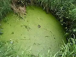 The Leper Well, Gunstone