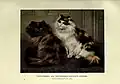 The book of the cat (Plate 6) featuring a tortoiseshell and a calico Persian cat