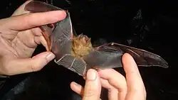 Brown bat