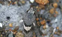 Looking down onto a tidepool sculpin's wide head and tapering gray body with black and white stripes. The fish's brown eyes are prominent just above center.