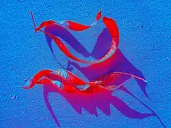 Tjasa Iris, Kaligraphy, 120 x 160 cm, manipulated photograph, 2023