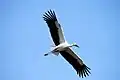 Toyooka City Oriental white stork