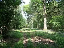 Bould Wood