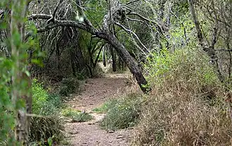 A trail through mature thornscrub forest in Santa Ana NWR