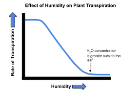 The effect of humidity on the transpiration rate of plants.