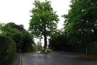 A tree being used to slow down car drivers
