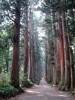 Sugi avenue at the Togakushi shrine in Nagano