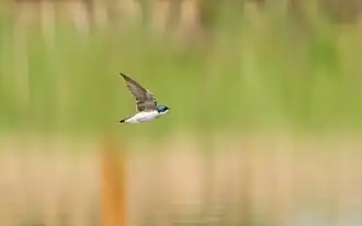 Tree swallow