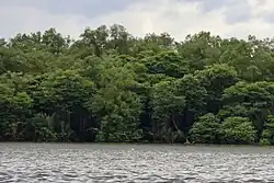 Mangroves on the island