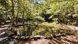 Lily pond in Tregaron Conservancy