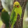 Olive-headed lorikeet