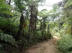 Tropical forest at lower elevations