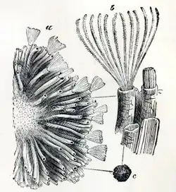 Black and white drawing of Tubulipora flabellaris