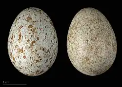 Turdus merula cabrerae - MHNT