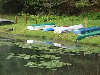 Several rowboats and canoes on the shore of lake with lily pads