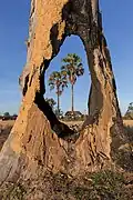 Stacked image of two Arecaceae viewed through a hole in a tree trunk