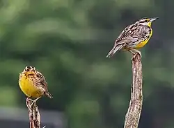 Juvenile and adult – Maine