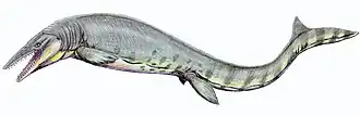 Tylosaurus was a large mosasaur, carnivorous marine reptiles that emerged in the late Cretaceous.