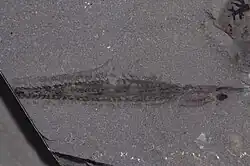 Holotype of Nectocaris, an incomplete specimen that gave rise to erroneous reconstructions