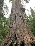 Louis Agassiz Tree - One of the last few Giant Sequoia