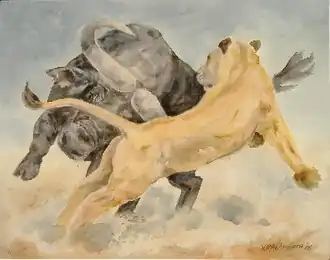 Photo j: Buffalo attacking Lioness, 2006, 80 x 100&nbsp;cm