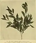 1912 Gardeners' Chronicle illustration of the same, identifying specimen as Loudon's 'Viminalis'