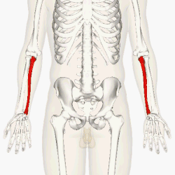 Position of ulna (red). Animation