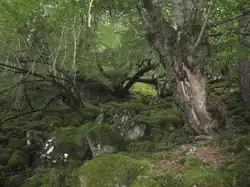Oceanic forest in Kinn Municipality, Vestland