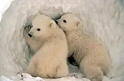 Two Polar Bear Cubs.