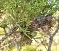 Utah Juniper galls